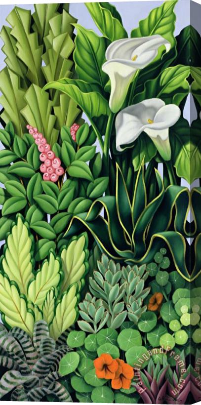Catherine Abel Foliage Stretched Canvas Print / Canvas Art