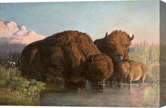 Charles Ferdinand Wimar Buffalo Drinking Stretched Canvas Print / Canvas Art