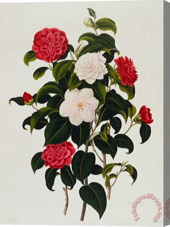 Clara Maria Pope Myrtle Leaved Camellia Stretched Canvas Print / Canvas Art