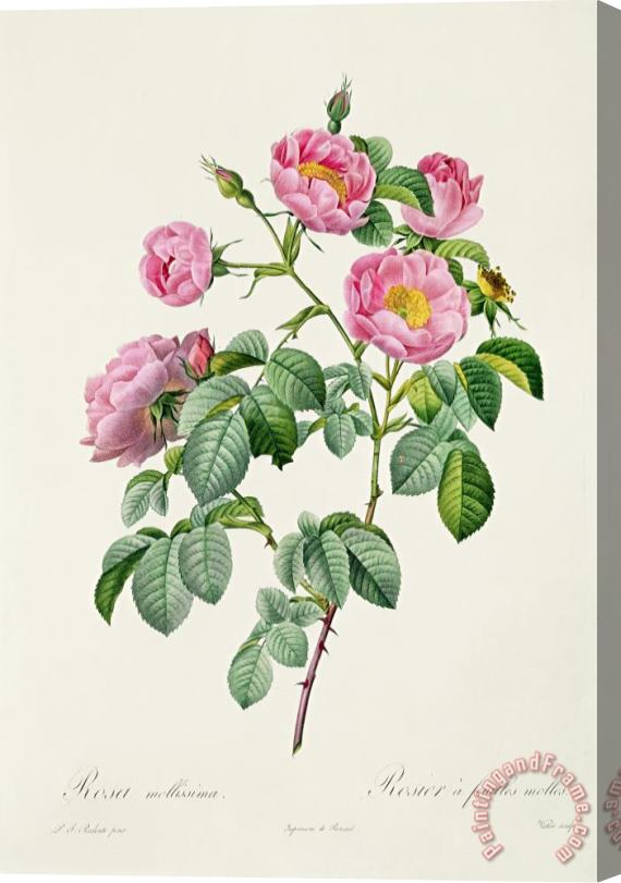 Claude Antoine Thory Rosa Mollissima Stretched Canvas Painting / Canvas Art