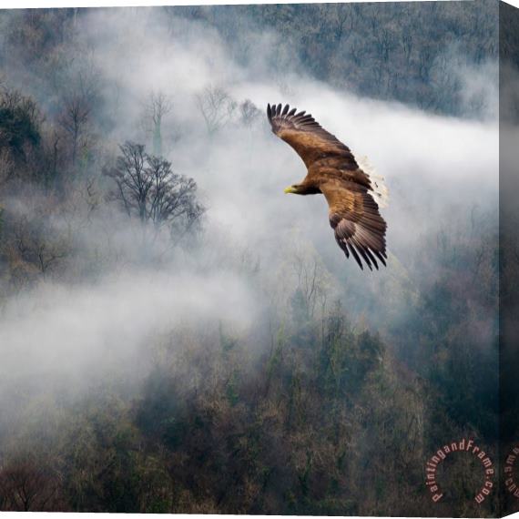 Collection 11 Eagles Dare Stretched Canvas Painting / Canvas Art