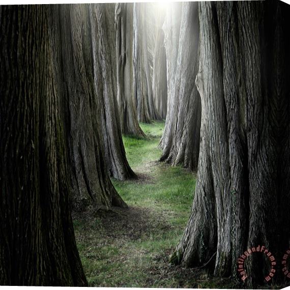 Collection 11 The Pathway Stretched Canvas Painting / Canvas Art