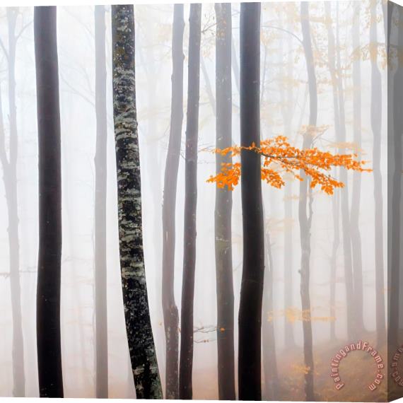 Collection 12 Delicate Forest Stretched Canvas Painting / Canvas Art