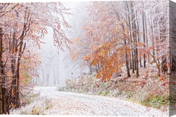 Collection 12 Frozen Road in Frosted Forest Stretched Canvas Print / Canvas Art
