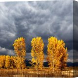 Buy Stretched Canvas Print