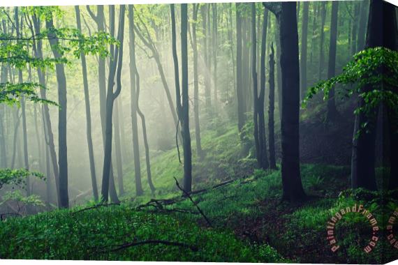 Collection 12 Living Forest Stretched Canvas Print / Canvas Art