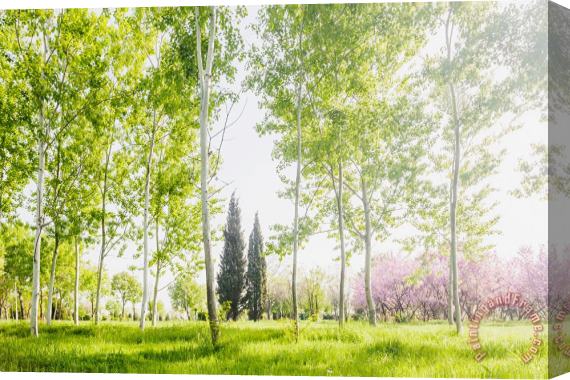Collection 12 Spring Park Stretched Canvas Painting / Canvas Art