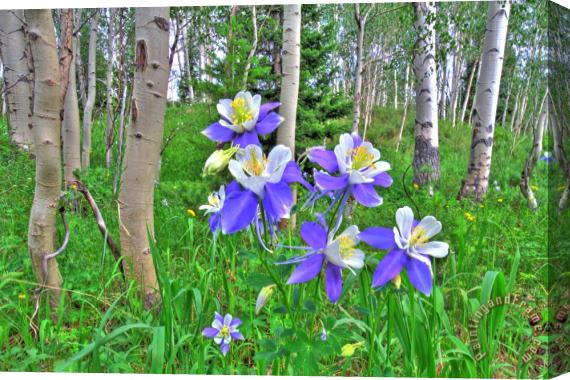 Collection 14 Aspens and Columbines Stretched Canvas Painting / Canvas Art
