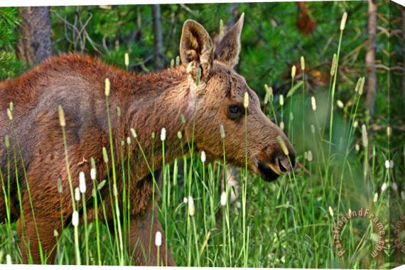 Collection 14 Baby Moose Stretched Canvas Print / Canvas Art