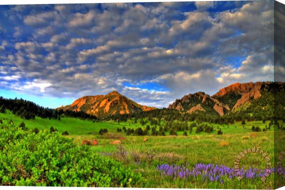 Collection 14 Boulder Spring Wildflowers Stretched Canvas Painting / Canvas Art
