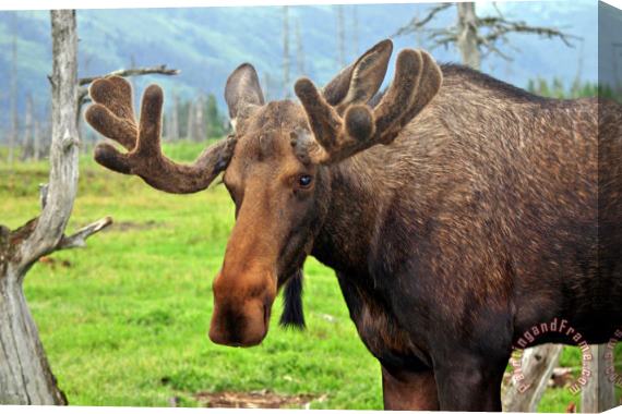 Collection 14 Bull Moose Stretched Canvas Print / Canvas Art