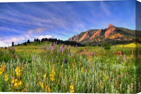 Collection 14 Colorado Wildflowers Stretched Canvas Print / Canvas Art