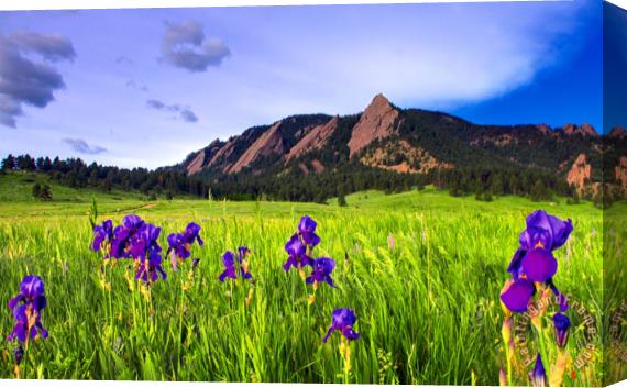 Collection 14 Iris and Flatirons Stretched Canvas Painting / Canvas Art