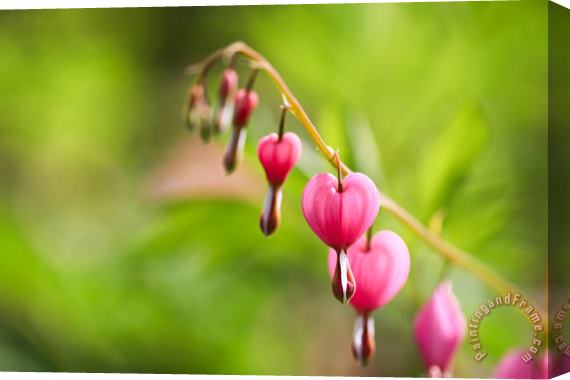 Collection 3 A Bleeding Heart Stretched Canvas Print / Canvas Art