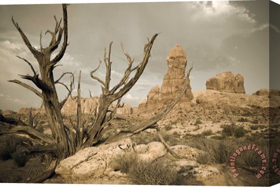 Collection 6 Arches Desert Tree Stretched Canvas Print / Canvas Art