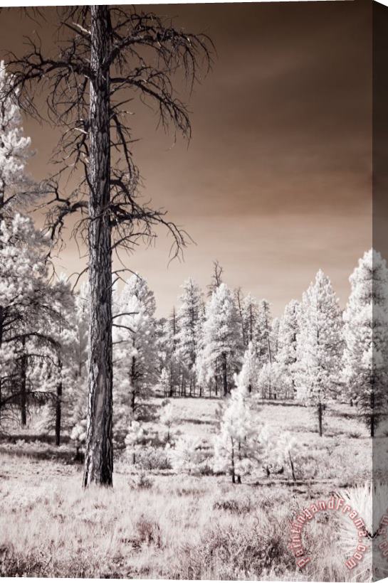 Collection 6 Bryce Canyon Infrared Trees Stretched Canvas Print / Canvas Art
