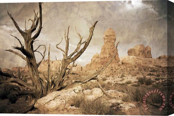 Collection 6 Desert Tree Stretched Canvas Painting / Canvas Art