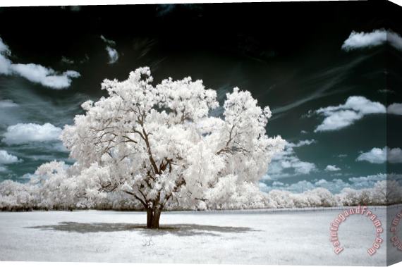 Collection 6 Dreamscape Tree Stretched Canvas Print / Canvas Art