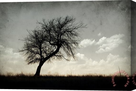 Collection 6 Lone Tree Stretched Canvas Print / Canvas Art