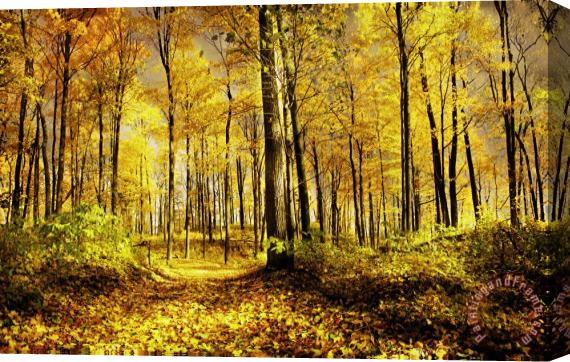 Collection 8 Autumn gold Stretched Canvas Print / Canvas Art