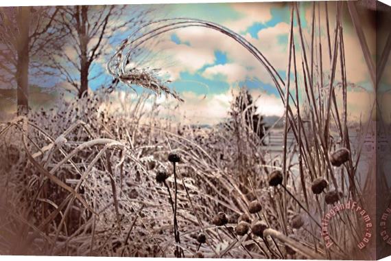 Collection 8 Frozen prairie Stretched Canvas Print / Canvas Art
