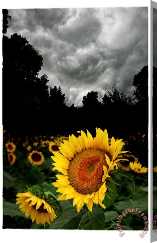 Collection 8 Storm brewing Stretched Canvas Print / Canvas Art
