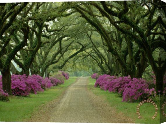 Collection A Beautiful Pathway Lined with Trees And Purple Azaleas Stretched Canvas Print / Canvas Art