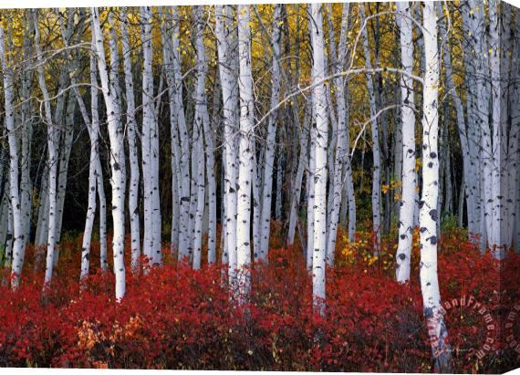 Collection Light in Forest Stretched Canvas Painting / Canvas Art
