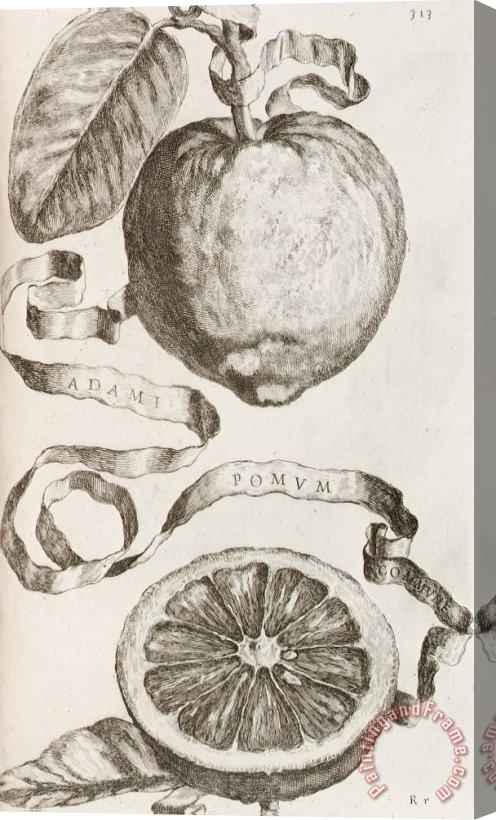 Cornelis Bloemaert Adam's Apple Stretched Canvas Print / Canvas Art