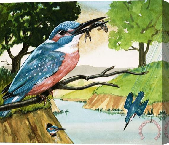 D A Forrest The Kingfisher Stretched Canvas Painting / Canvas Art