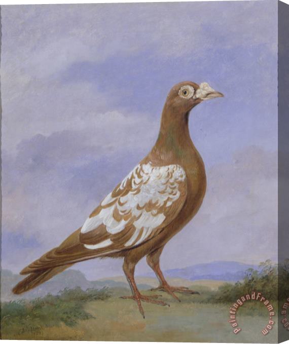 D the younger Wolstenholme Red Pied Carrier Pigeon Stretched Canvas Print / Canvas Art