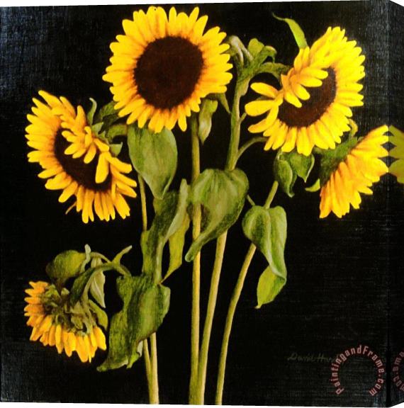 David Hardy Sunflowers Stretched Canvas Painting / Canvas Art