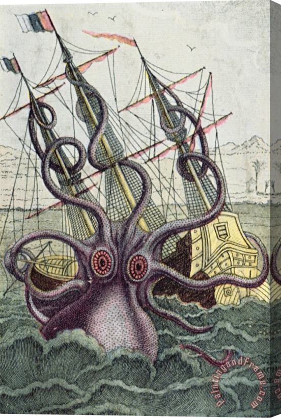 Denys Montfort Giant Octopus Stretched Canvas Print / Canvas Art