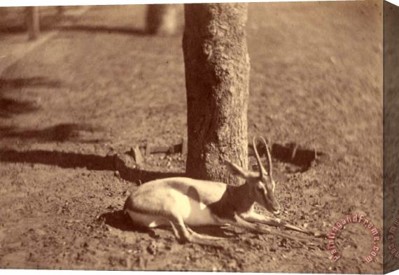 Despoineta (gazelle Lying Down Against a Tree) Stretched Canvas Print / Canvas Art