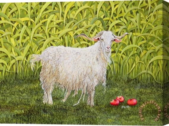 Ditz Goat Stretched Canvas Print / Canvas Art