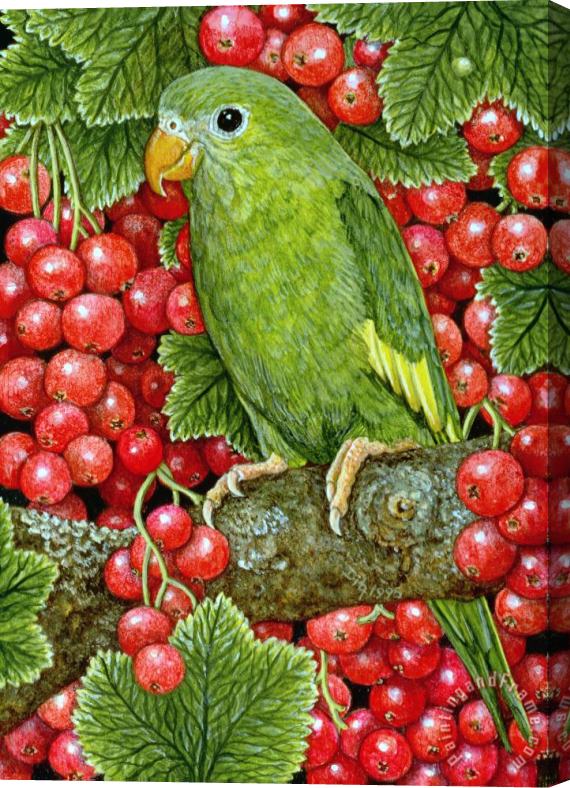 Ditz Redcurrant Parakeet Stretched Canvas Painting / Canvas Art
