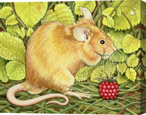 Ditz The Raspberry Mouse Stretched Canvas Print / Canvas Art