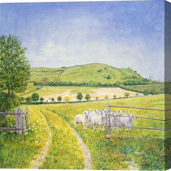 Ditz Wessex Sheep Stretched Canvas Painting / Canvas Art
