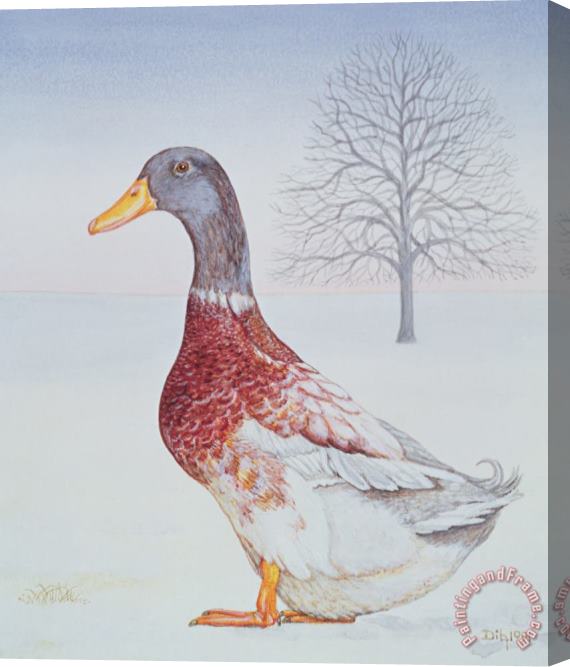 Ditz Winter Drake Stretched Canvas Painting / Canvas Art