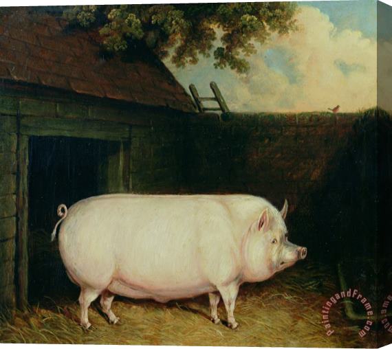 E M Fox A Pig in its Sty Stretched Canvas Print / Canvas Art