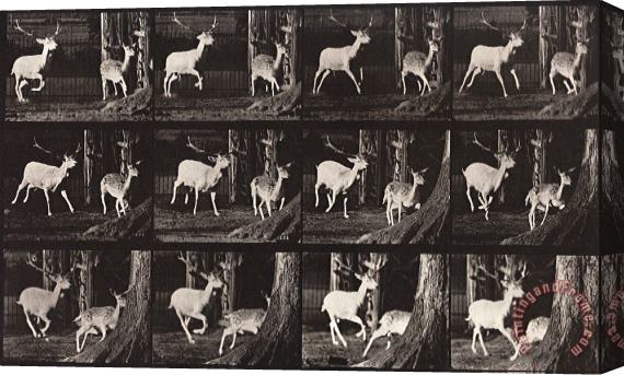 Eadweard J. Muybridge Animal Locomotion, Plate 686 Stretched Canvas Painting / Canvas Art