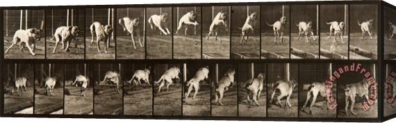 Eadweard J. Muybridge Animal Locomotion, Plate 712 Stretched Canvas Print / Canvas Art
