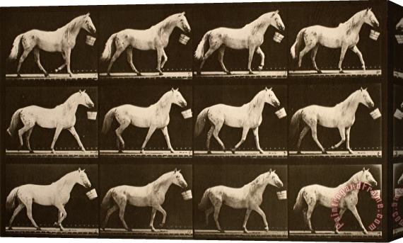 Eadweard J. Muybridge Walking with a Bucket in Mouth; Light Gray Horse, Eagle Stretched Canvas Print / Canvas Art