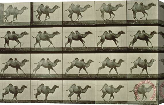 Eadweard Muybridge Camel Stretched Canvas Print / Canvas Art