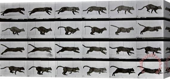 Eadweard Muybridge Cat Running Stretched Canvas Painting / Canvas Art for  sale 