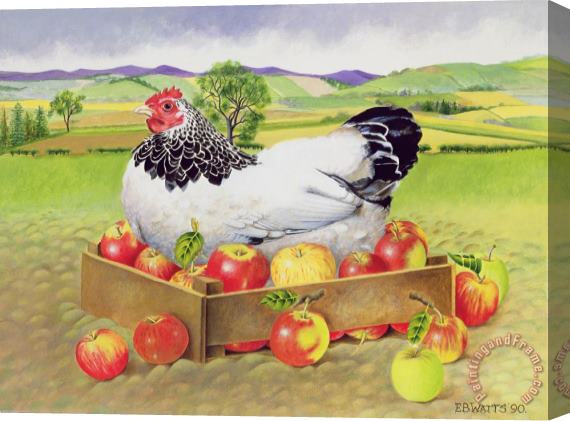 EB Watts Hen In A Box Of Apples Stretched Canvas Print / Canvas Art