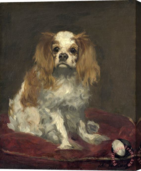 Edouard Manet A King Charles Spaniel Stretched Canvas Painting / Canvas Art