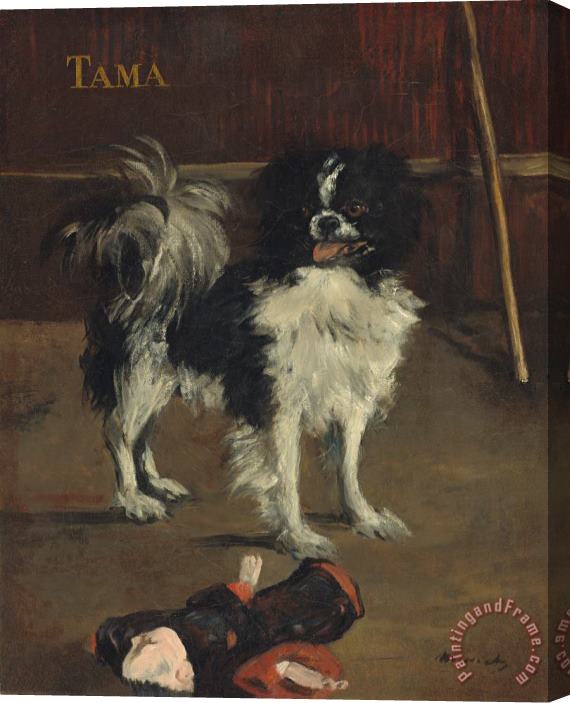 Edouard Manet Tama, The Japanese Dog Stretched Canvas Painting / Canvas Art
