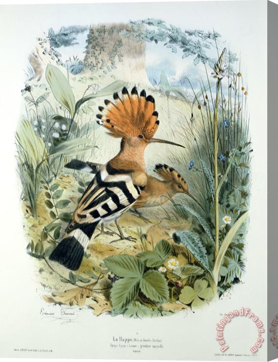 Edouard Travies Hoopoe Stretched Canvas Print / Canvas Art
