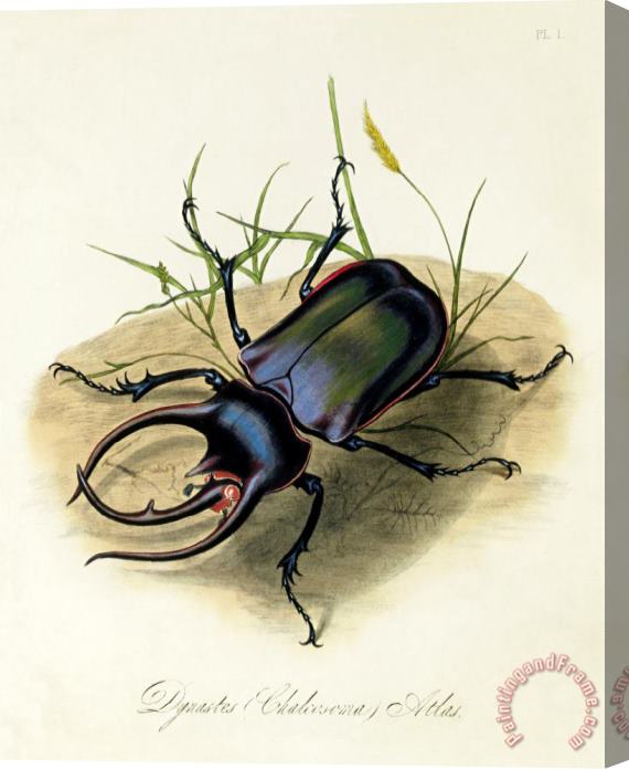 Edward Donovan Atlas Beetle, Chalcosoma Atlas Stretched Canvas Painting / Canvas Art